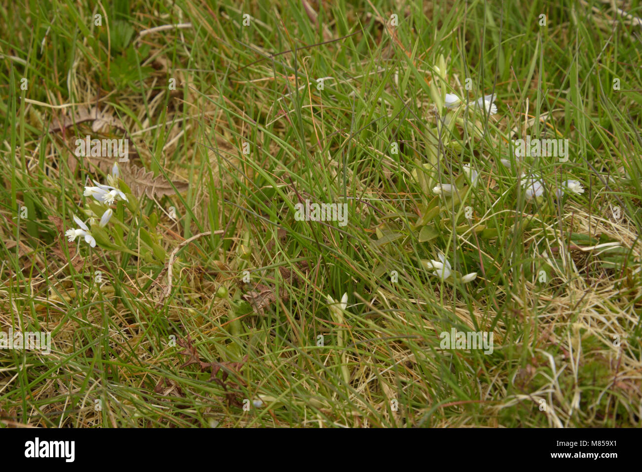 Heide Milkwort, Adenia serpyllifolia Stockfoto