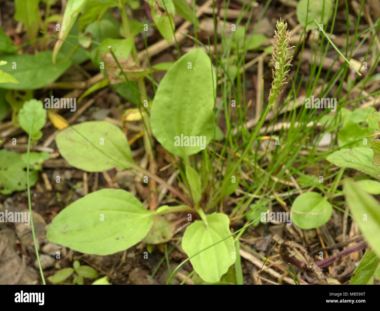 Mehr Wegerich (unterart intermedia), Plantago major Unterarten intermedia Stockfoto