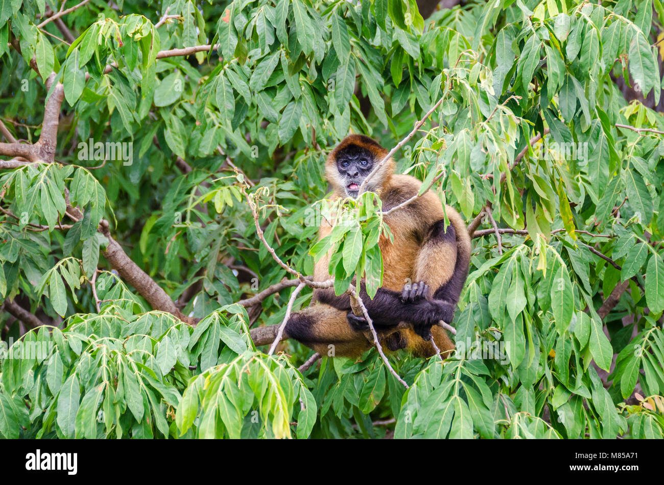 Geoffroy's Spider monkey (Ateles geoffroyi Ornatus), auch als Die schwarze Hand Klammeraffen, die größte neue Welt- Affen sitzen auf einem Baum auf bekannt Stockfoto