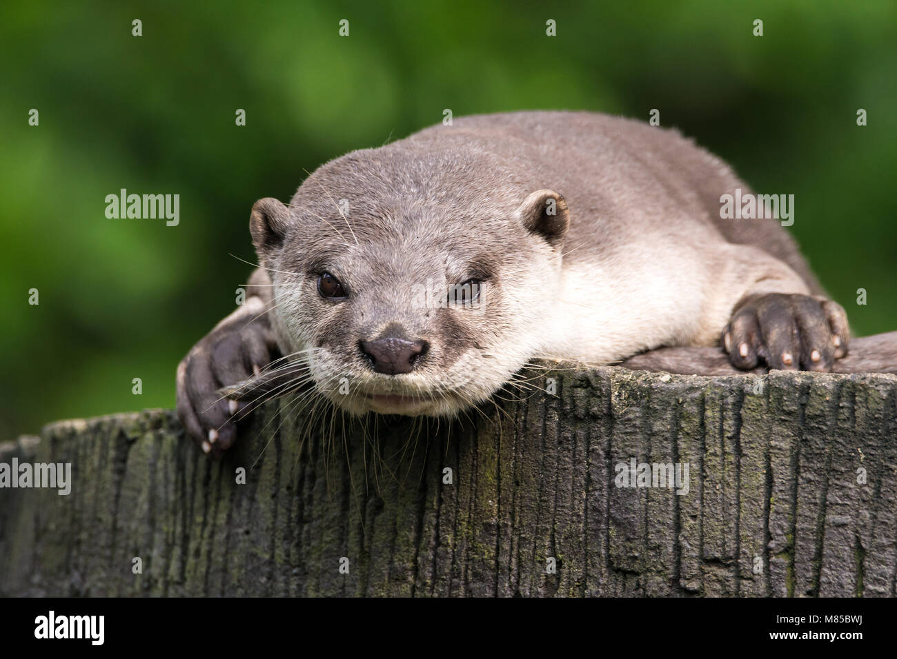 Orientalische Otter portrait Stockfoto