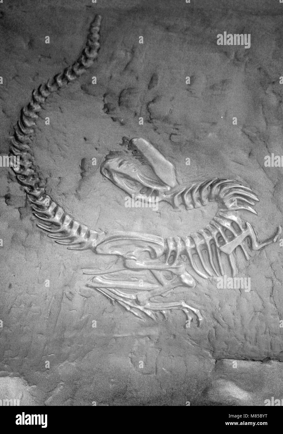 Ein Dinosaurier fossil in Stein Stockfoto
