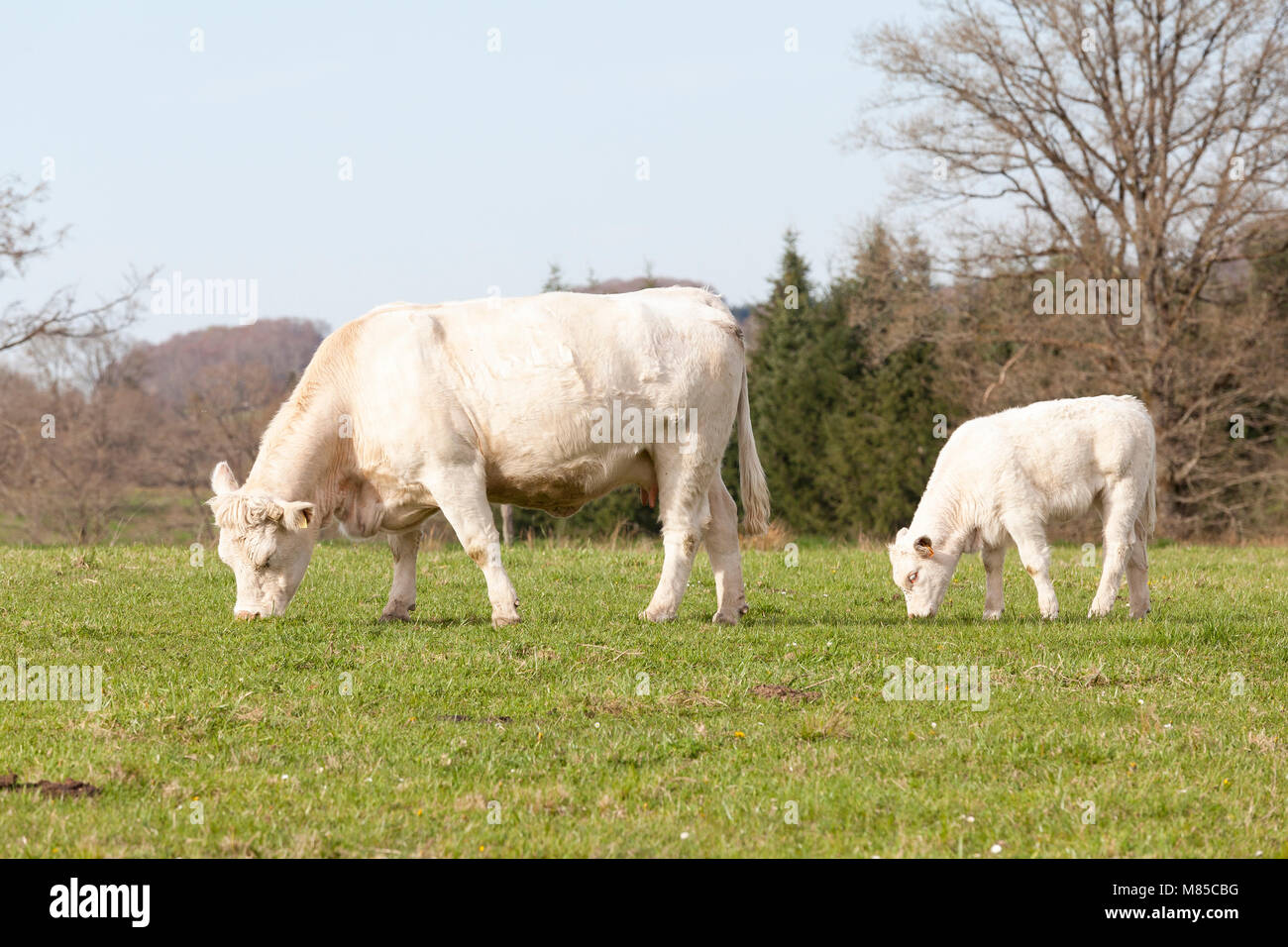 Weiß Charolais Rind Kuh, Vieh, und ihr junger Kälber grasen in einer Frühjahr Weide in der Nähe zu Seitenansicht Stockfoto