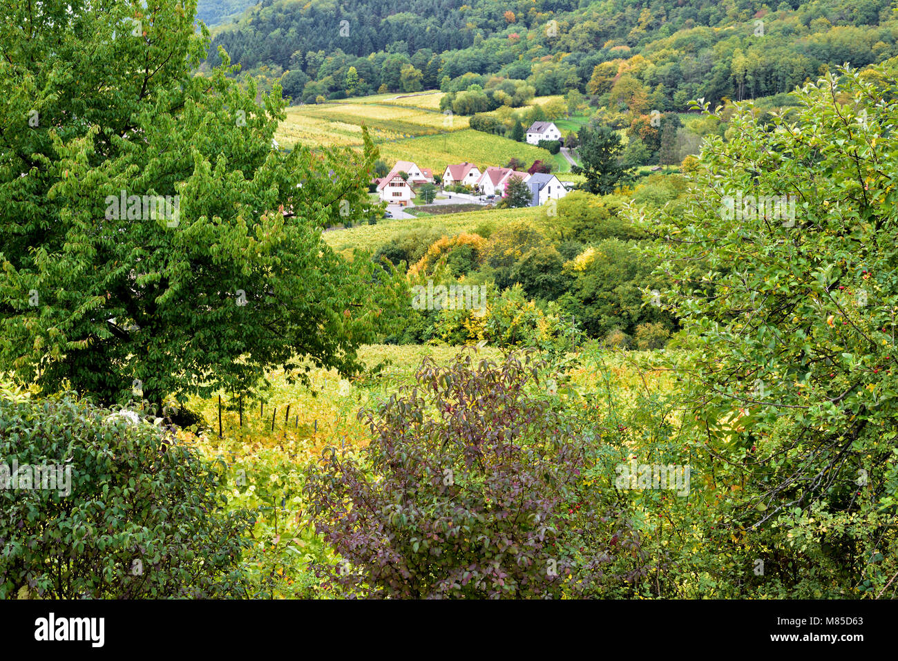 Eine erhöhte Ansicht, im Spätsommer, der belaubten Baum Landschaft in der Nähe von Riquewihr im Elsass, Frankreich. Stockfoto