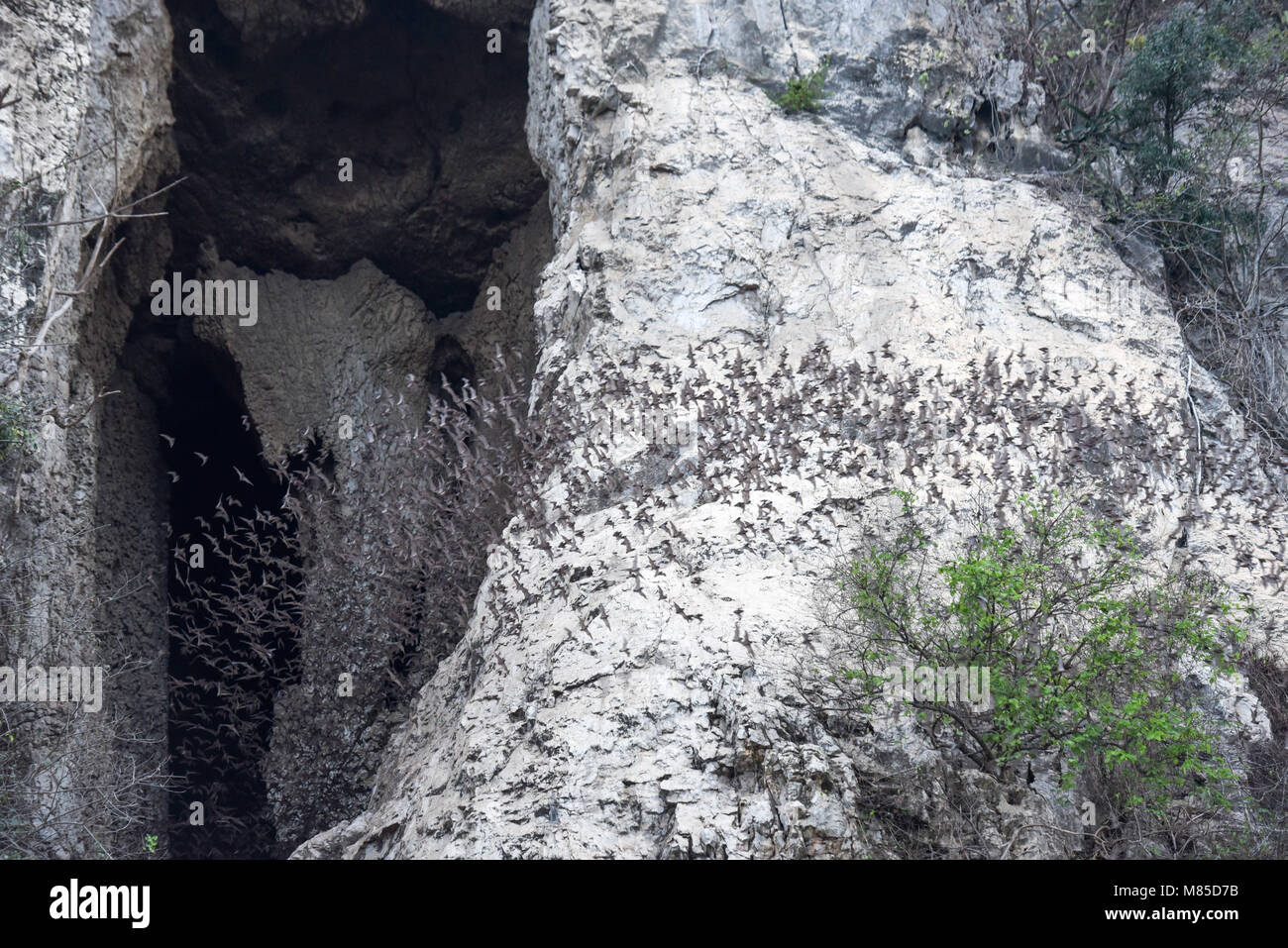 Fledermäuse fliegen in eine Zeile aus dem Phnom Sempeau Berghöhle kommen in Battambang zu Kambodscha Stockfoto