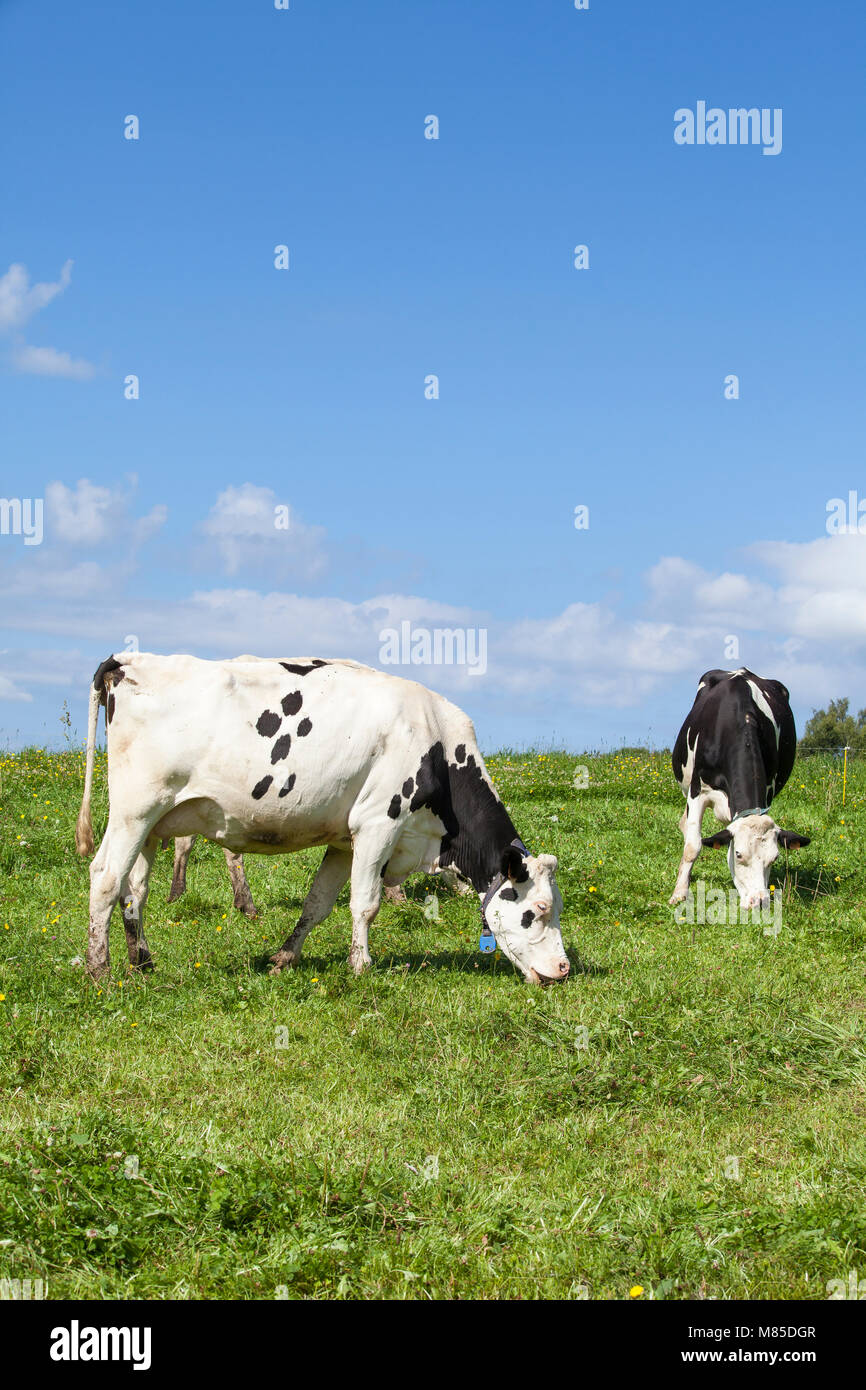Schwarzbunte Milchkühe in einem üppigen Feder auf der Weide grasen zufrieden auf dem grünen Rasen gegen einen blauen bewölkten Himmel Stockfoto