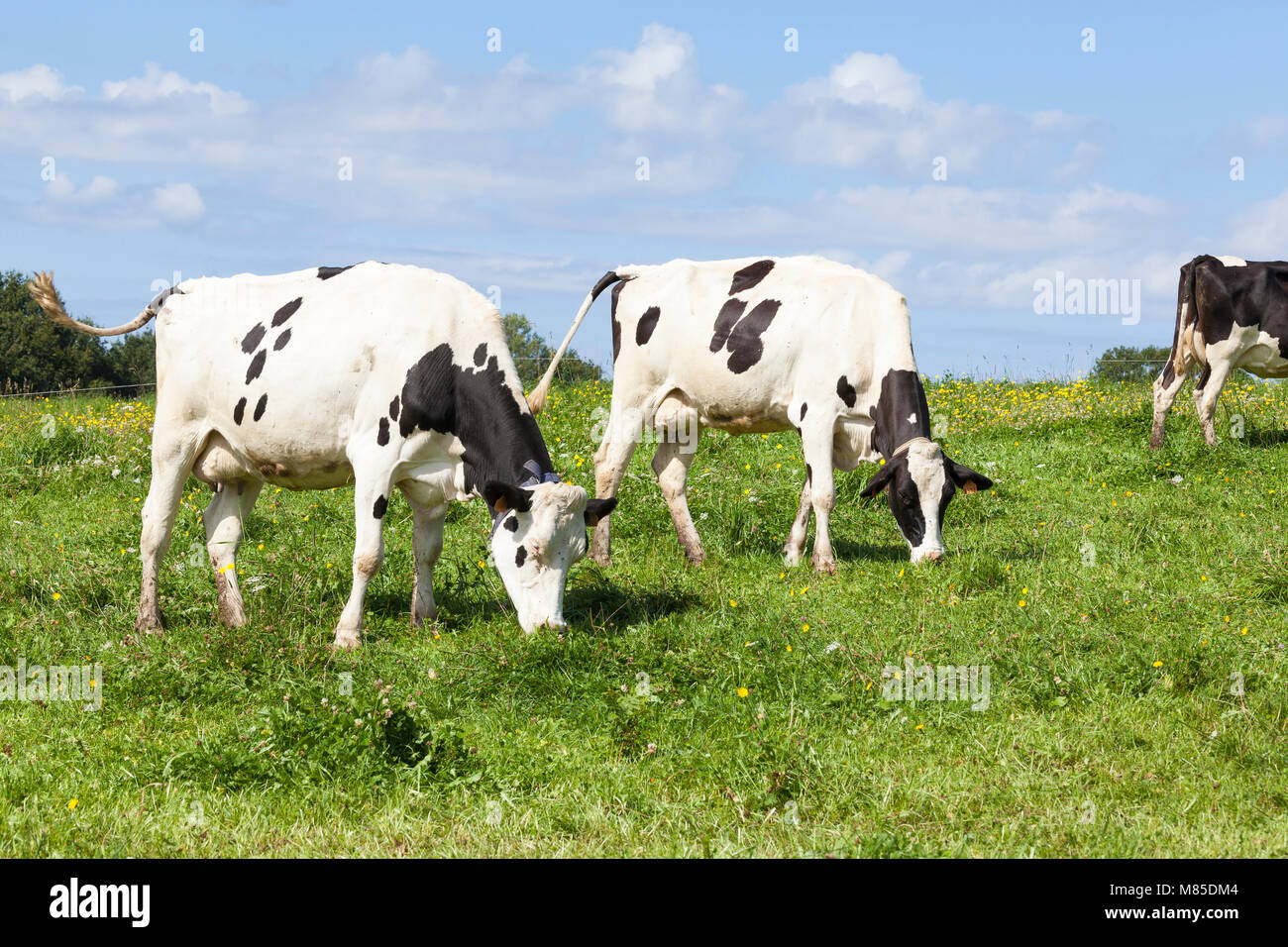 Zwei schwarze und weiße Hostein Milchkühe, Rinder, mit Euter voll Milch Beweidung auf grünem Gras in einem üppigen Feder Weide mit Löwenzahn Stockfoto