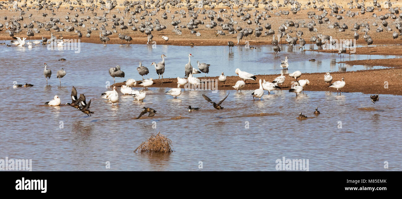 Kanadakraniche, Schnee Gänse, Amerikanische Wigeons und mehr, Whitewater zeichnen Wildlife, südöstlichen Arizona Stockfoto