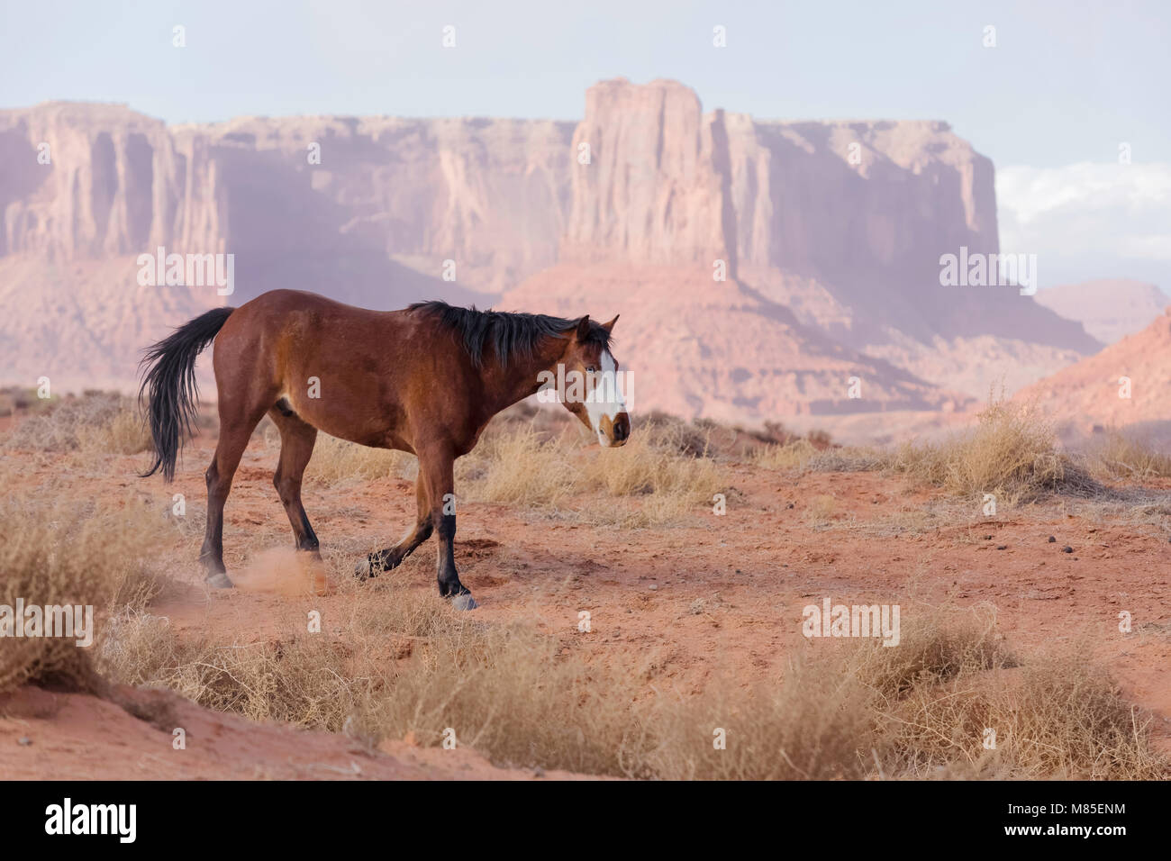 Wildes Pferd mit blauen Augen und Sandstein Buttes in der Ferne, Monument Valley Tribal Park, Arizona Stockfoto