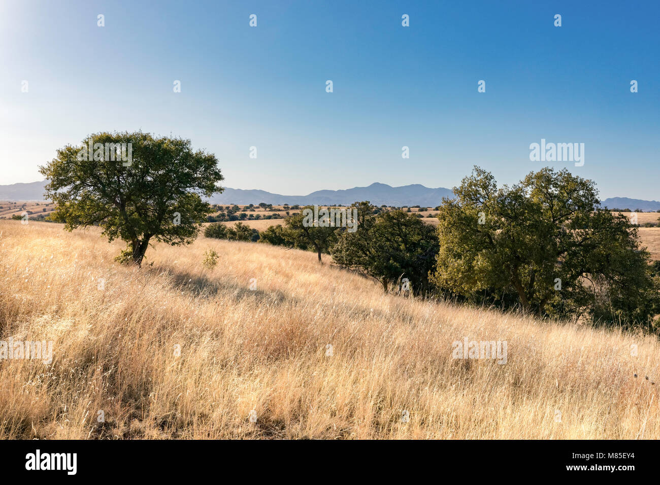 Winterlandschaft, südöstlichen Arizona, backroads von Cochise County Stockfoto