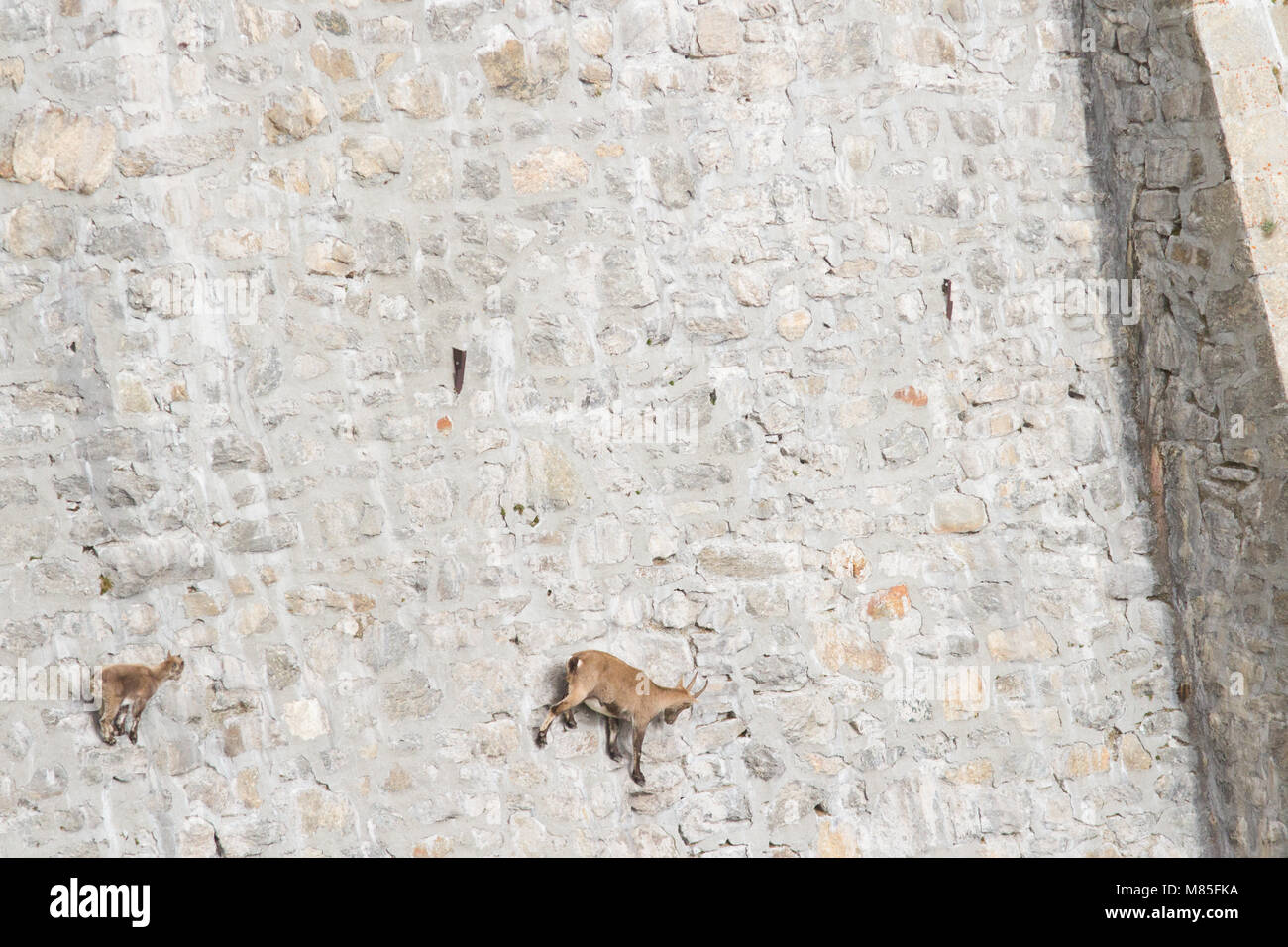 Ein Weibchen der Alpensteinbock (Capra ibex) mit seinen Welpen ist das Gehen auf eine Staumauer auf der Suche nach mineralt Salze. Antrona Tal, Italien. Stockfoto