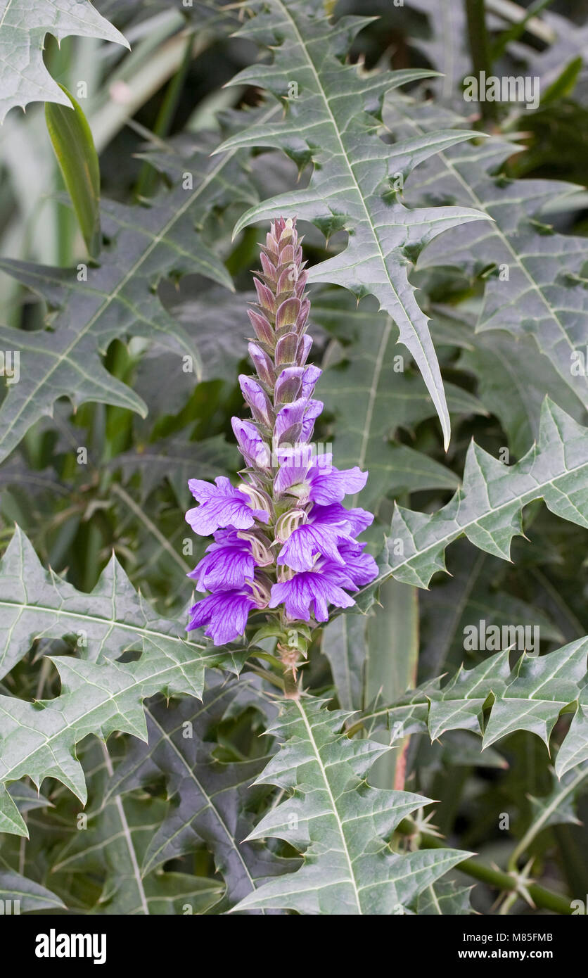 Acanthus eminens Blumen wachsen in einer geschützten Umgebung. Stockfoto