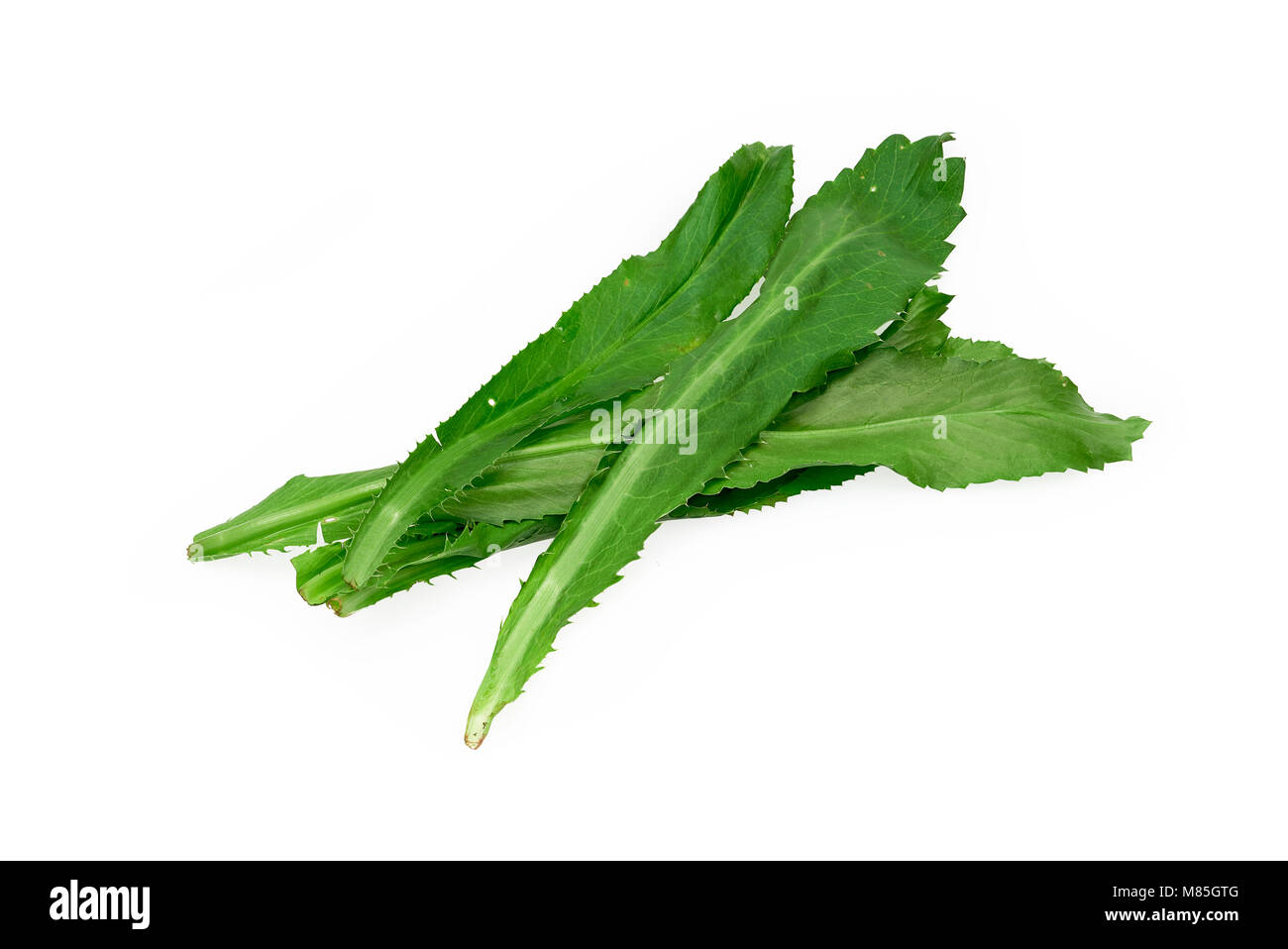 Langer Koriander Blätter, Culantro auf weißem Hintergrund Stockfoto