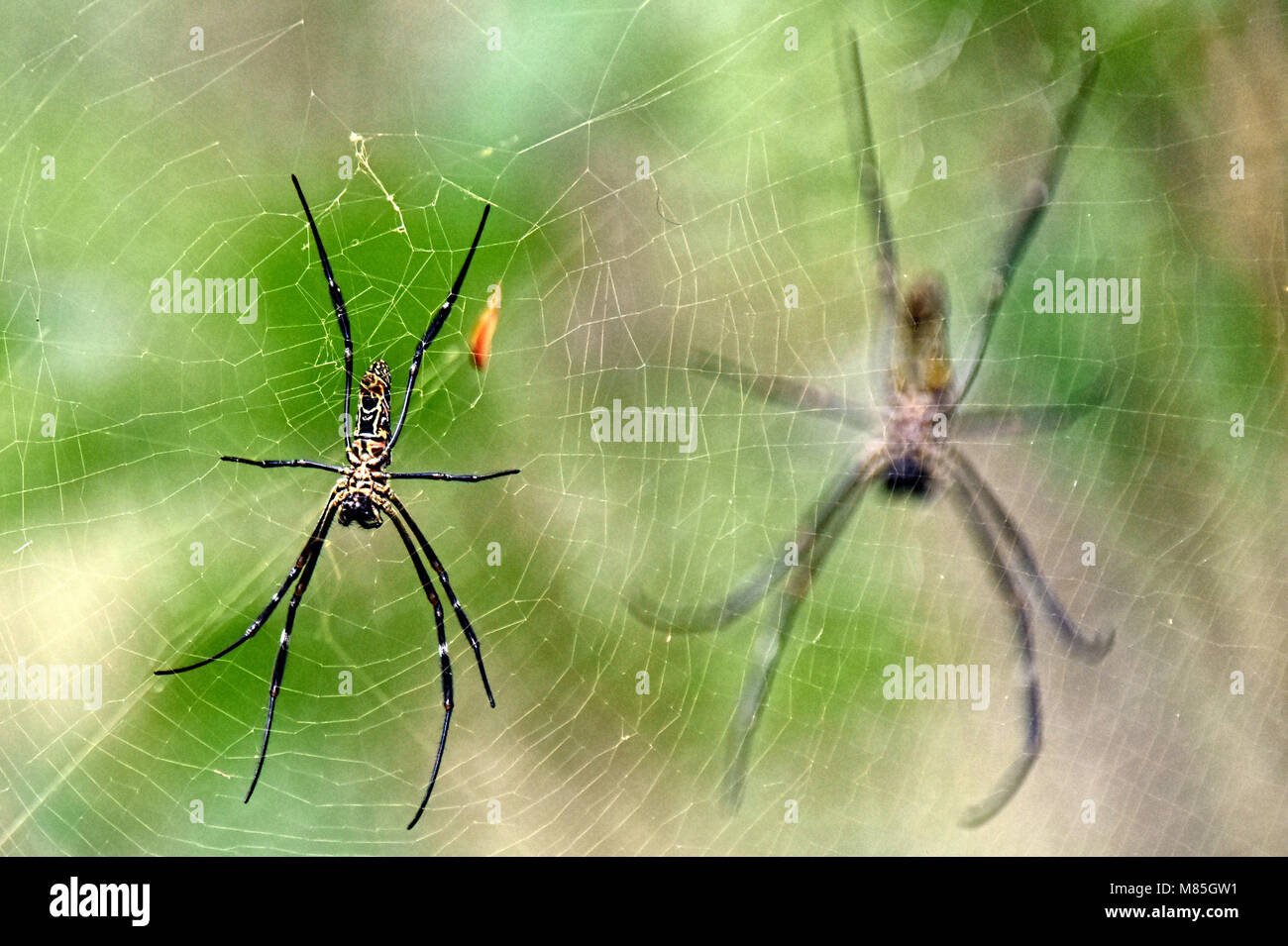 Orb Spinnen - Singapur, Asien, Stockfoto