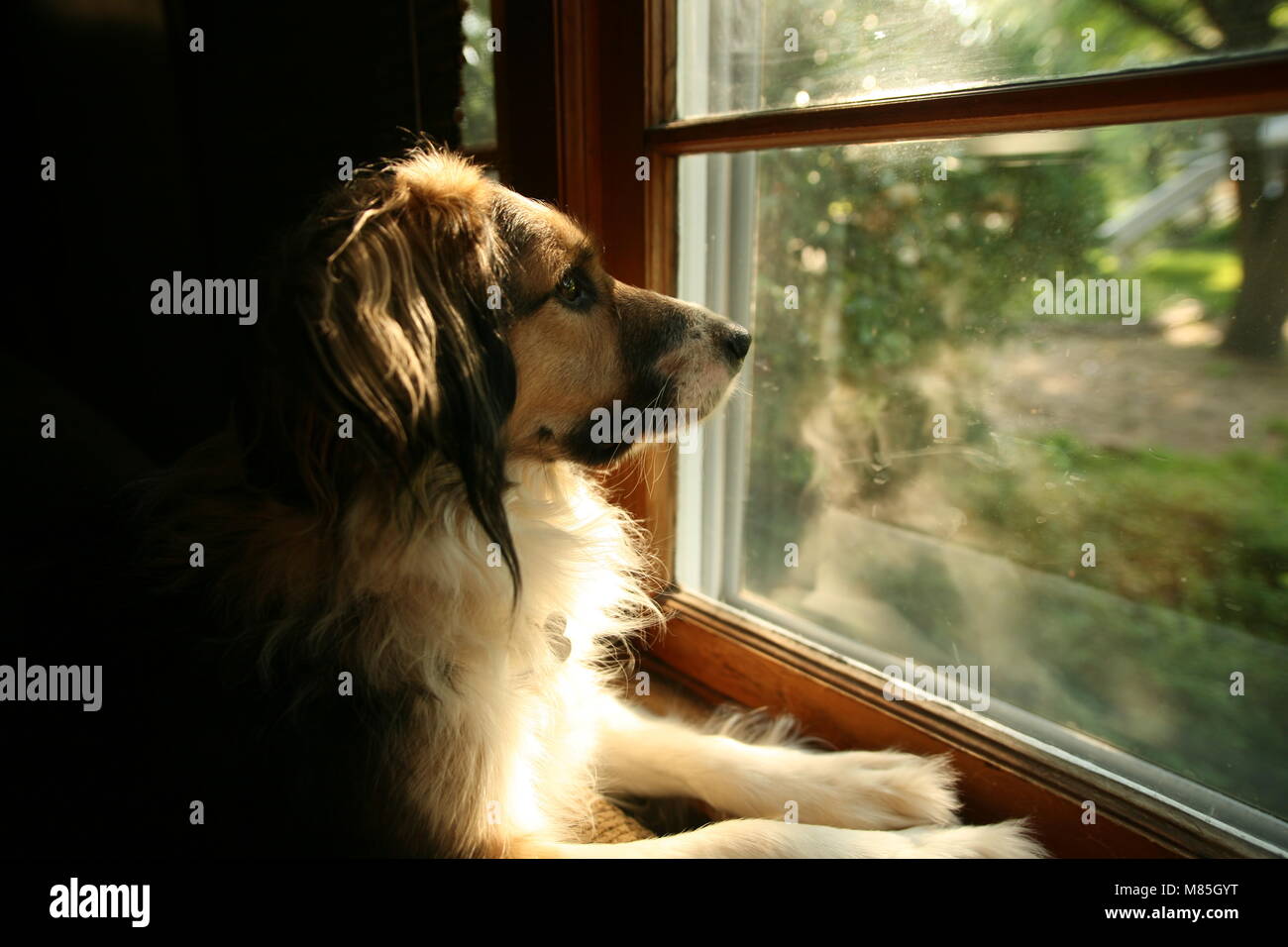 Hund suchen ein Fenster fehlt Eigentümer Stockfoto