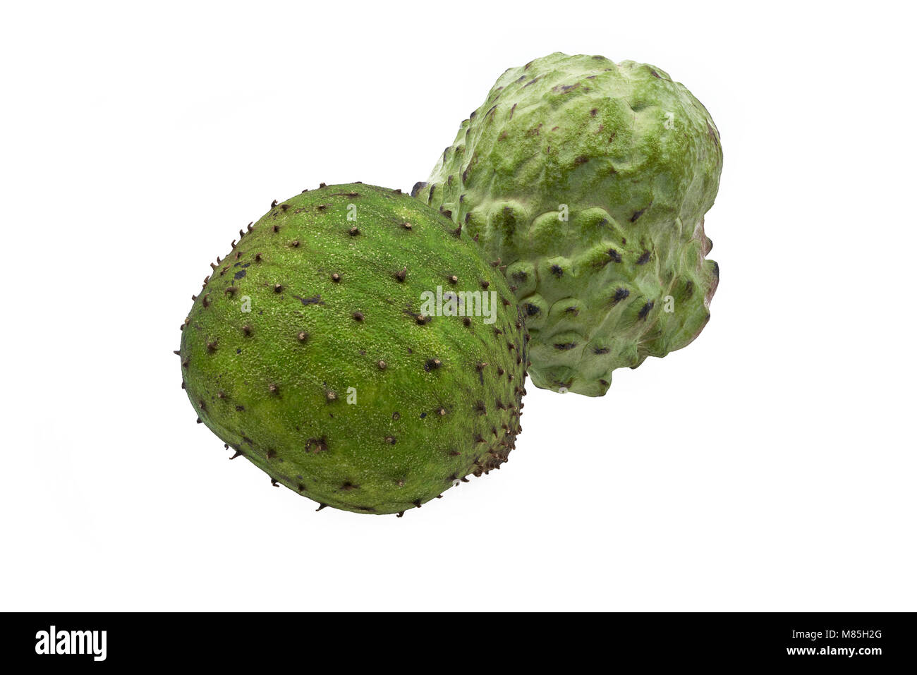 Organische soursop und Custard Apple Früchte zentriert und isoliert auf weißem Hintergrund Stockfoto