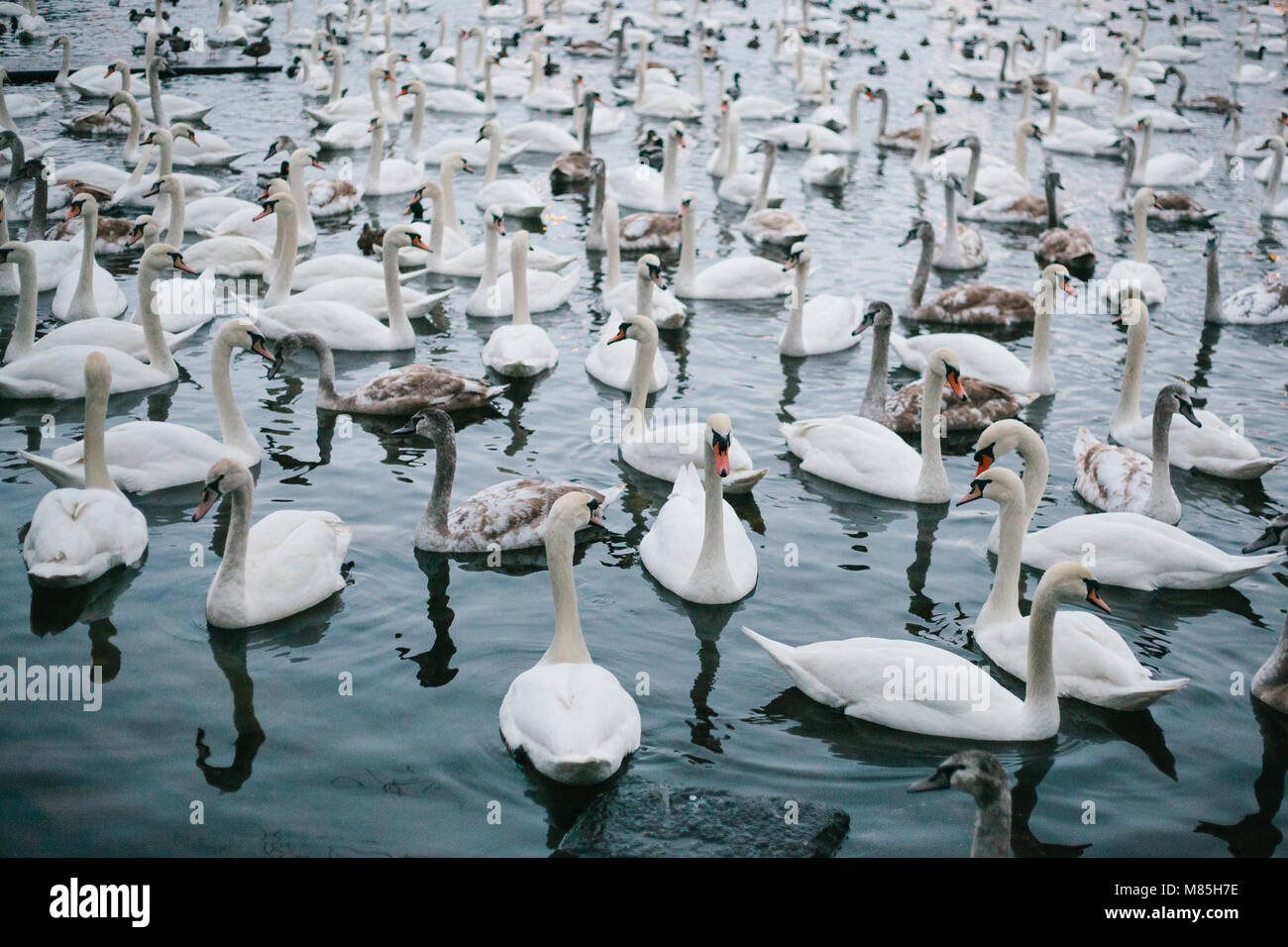 Herde von weiße Schwäne schwimmen entlang des Flusses in Prag Stockfoto Herde von weiße Schwäne schwimmen entlang des Flusses in Prag Stockfoto