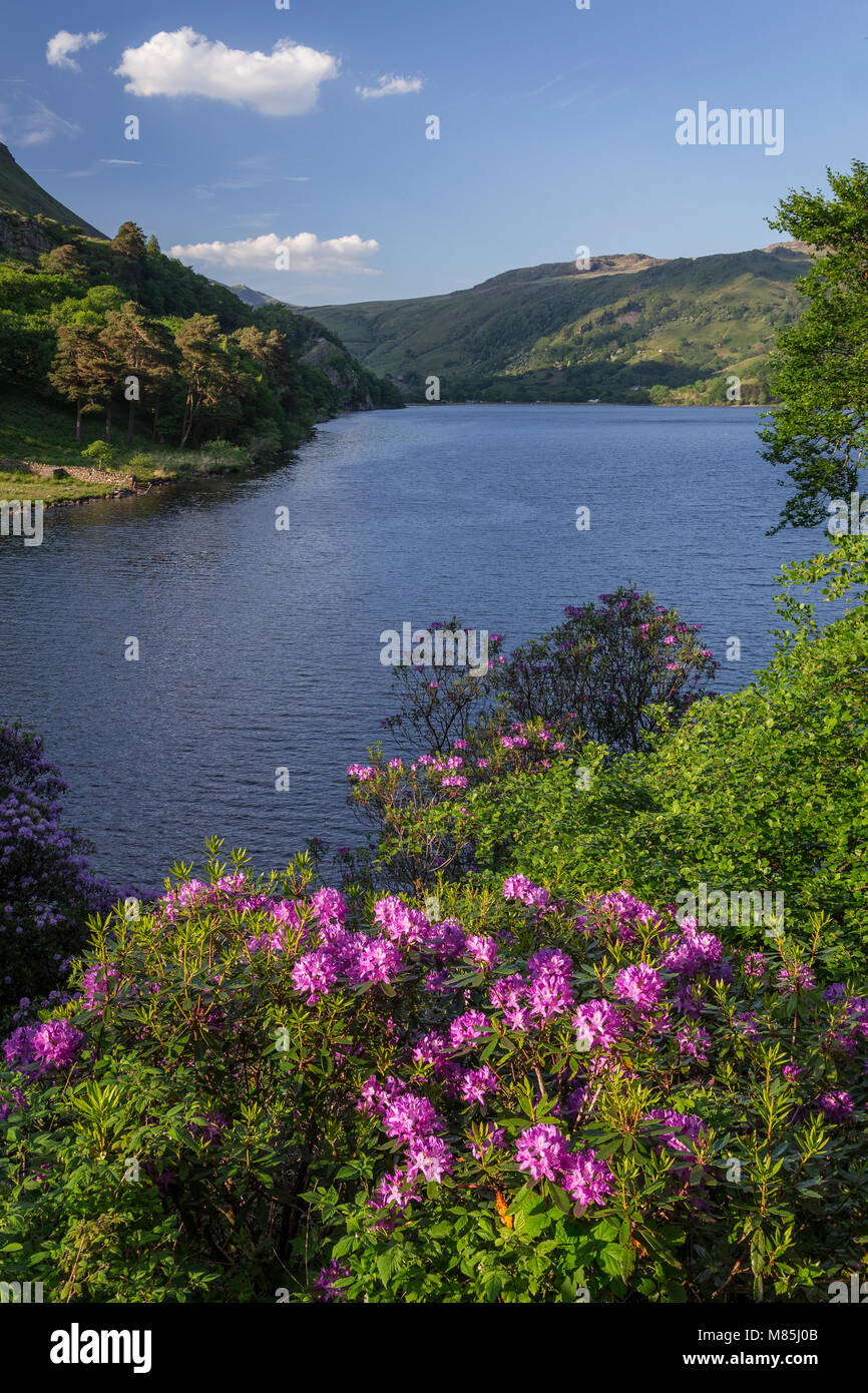 Rhodedendrons in voller Blüte von Llyn Gwynant in Snowdonia, Wales an einem sonnigen Frühlingstag Stockfoto