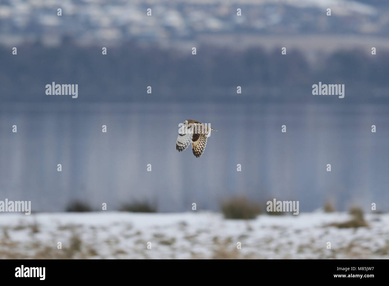 Sumpfohreule, Asio flammeus, fliegt über schneebedeckte Gras Stockfoto