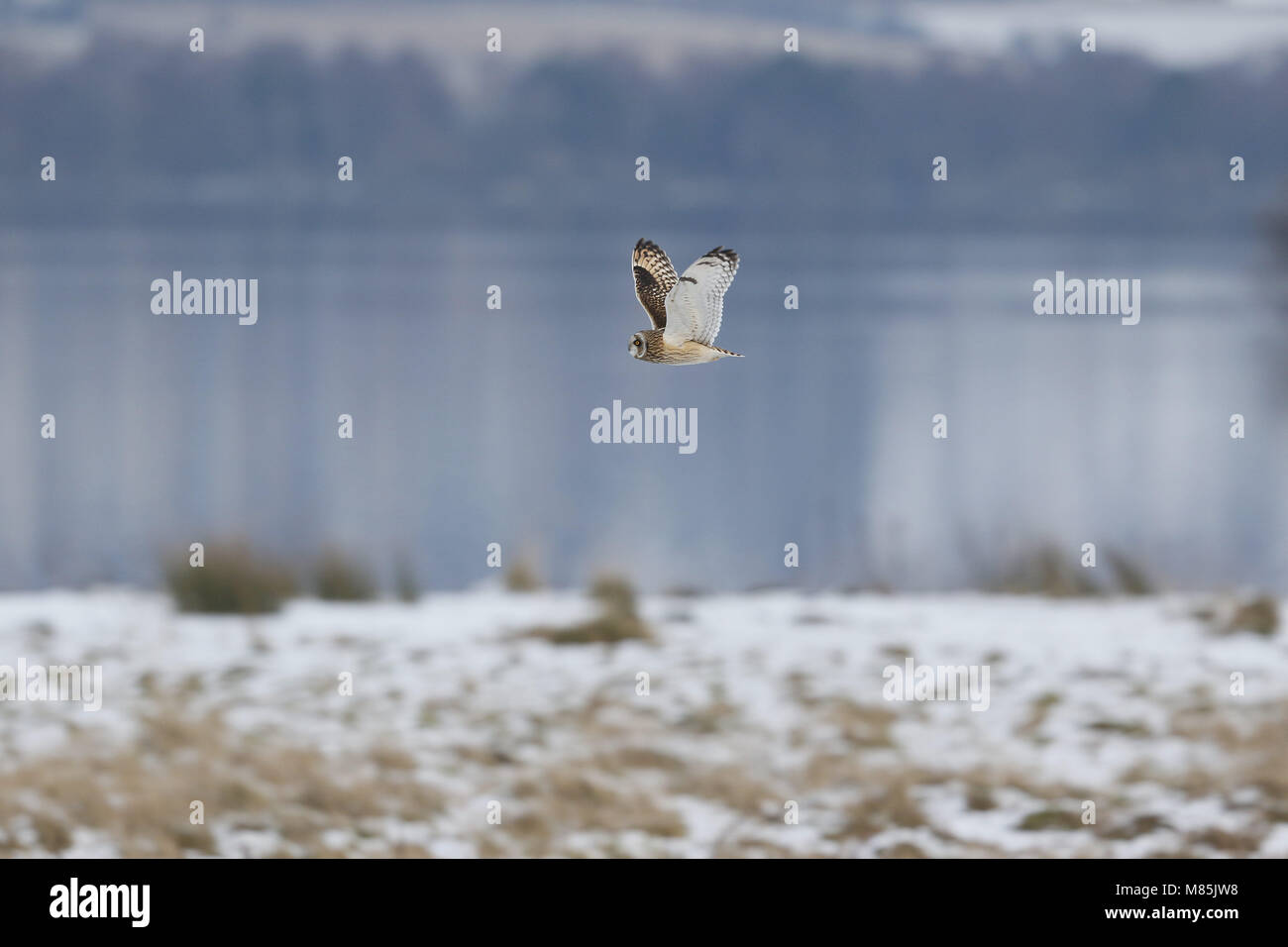 Sumpfohreule, Asio flammeus, fliegt über schneebedeckte Gras Stockfoto