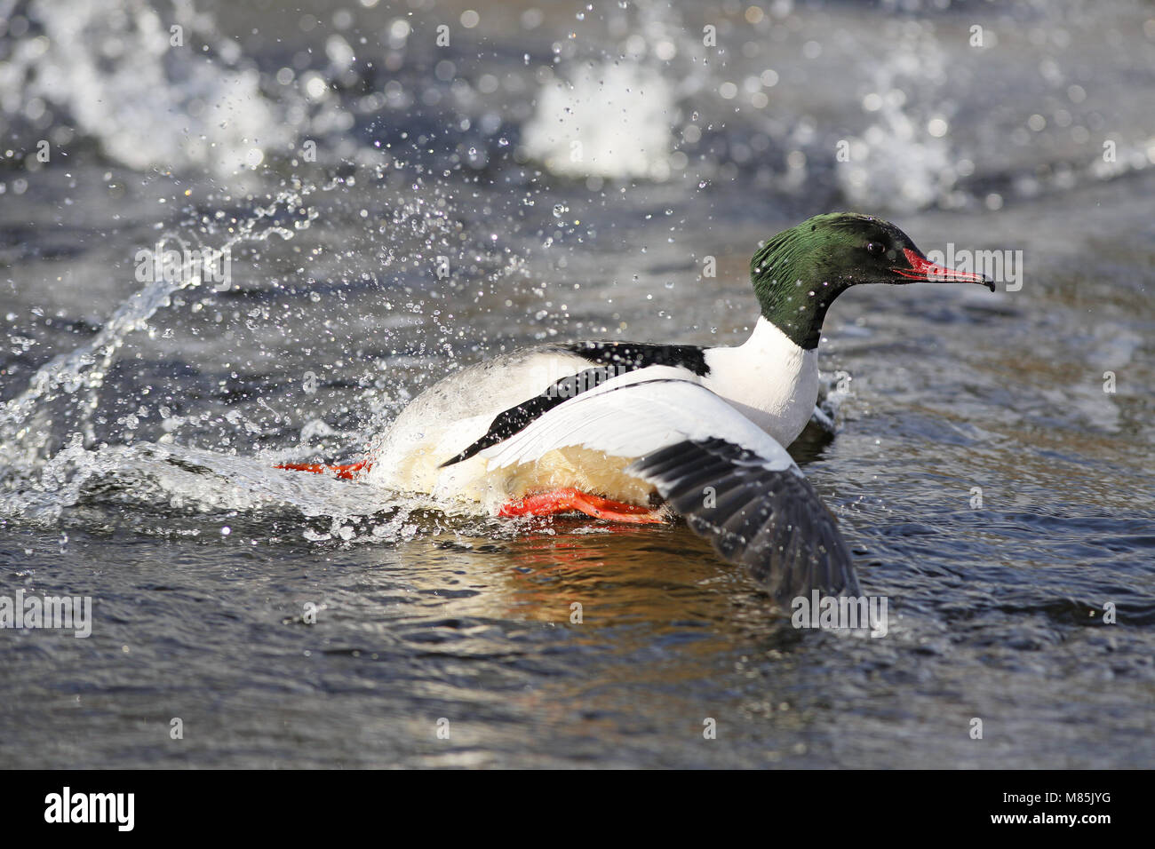 Gänsesäger (Gemeinsame Meganser), Mergus Merganser drake Spritzen in Fluss Stockfoto