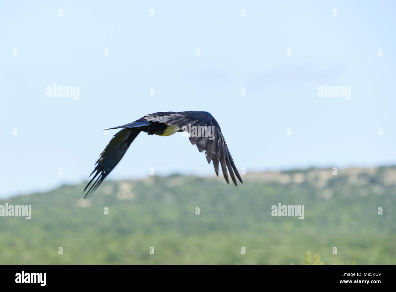 A pied Crow (Corvus albus) im Flug Stockfoto