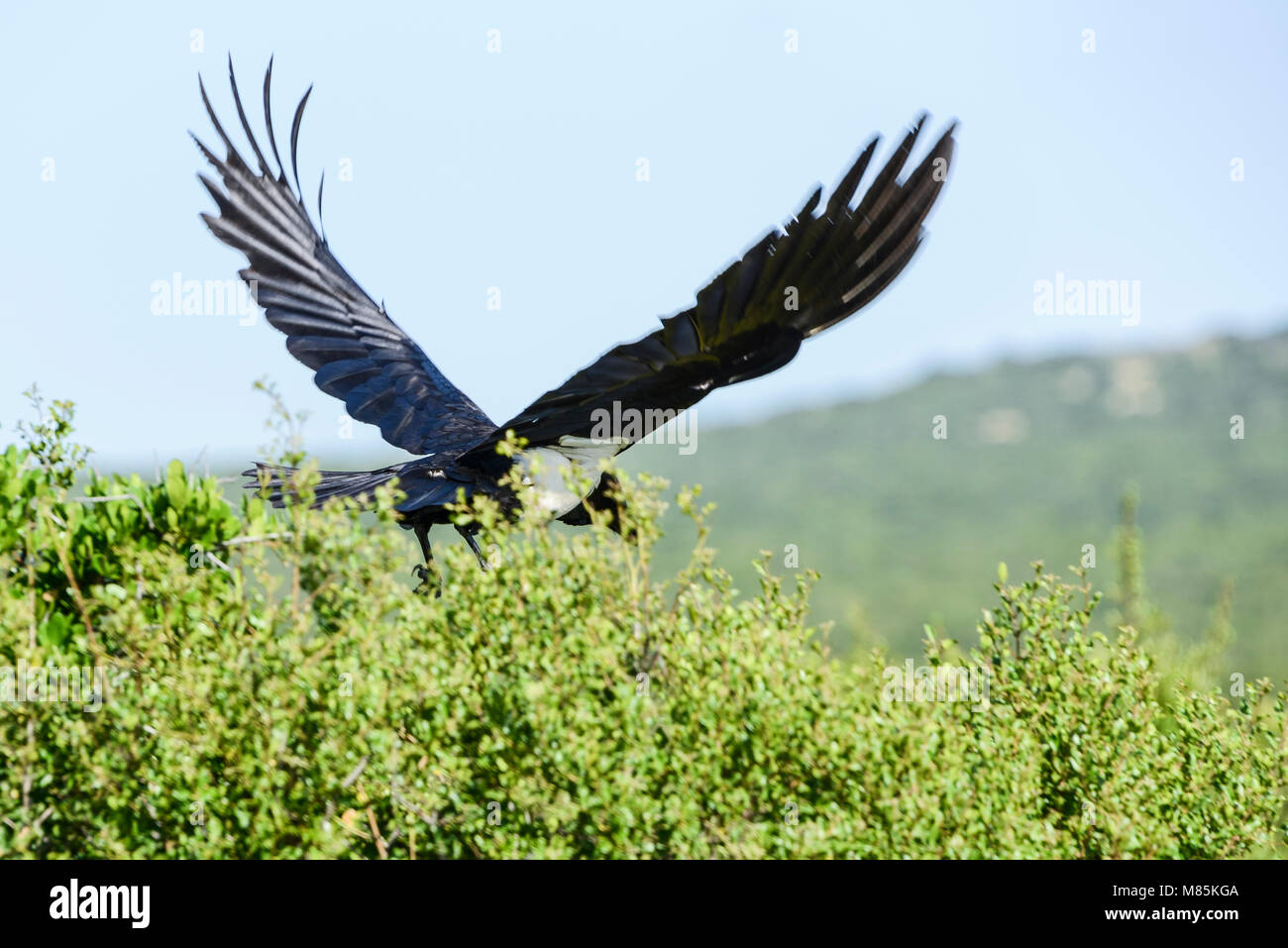 A pied Crow (Corvus albus) auf Off (Aus), Stockfoto