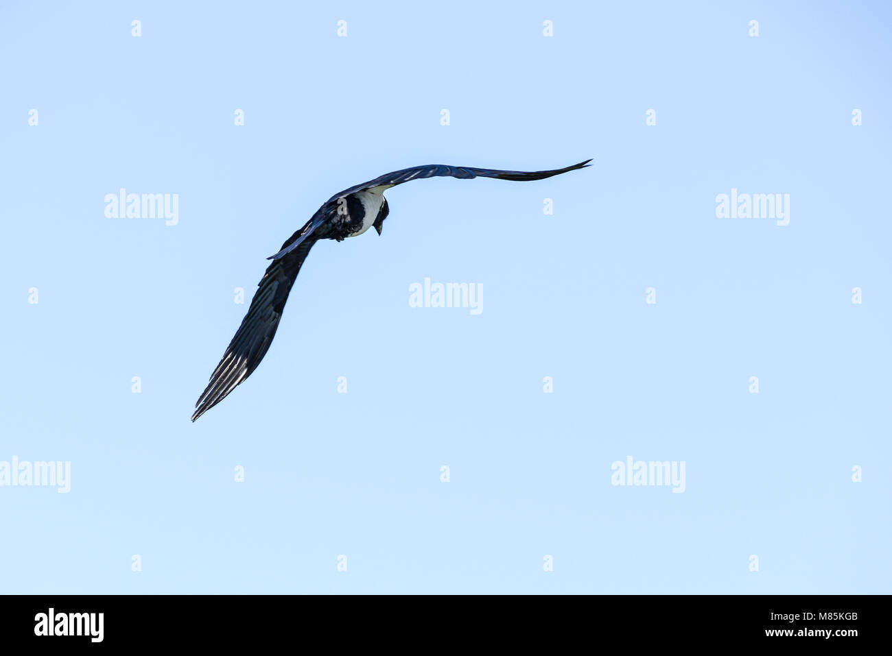 A pied Crow (Corvus albus) im Flug Stockfoto