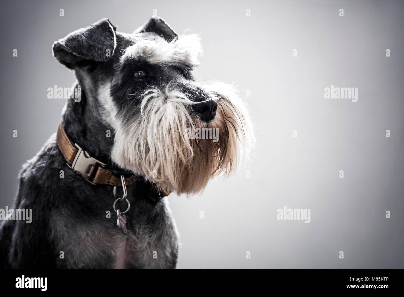 Zwergschnauzer mit Vollbart und Kupferabdeckung Stockfoto