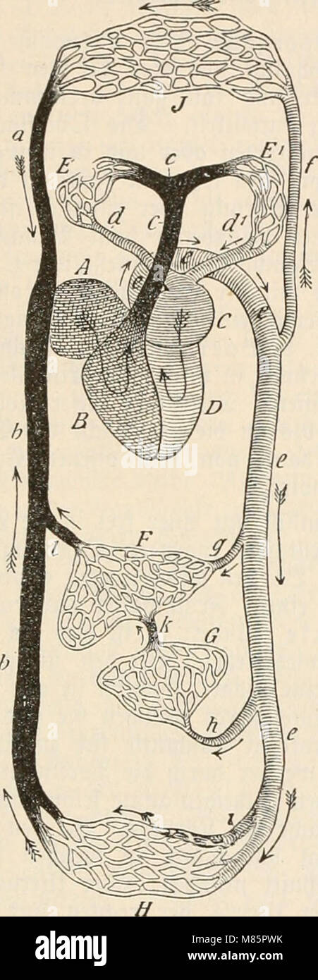 Dr. Johannes Leunis Synopsis der thierkunde. Ein Handbuch für höhere Lehranstalten und für alle, welche sich wissenschaftlich mit der Naturgeschichte der Thiere beschäftigen wollen (1883-86) (21064 0089 Stockfoto