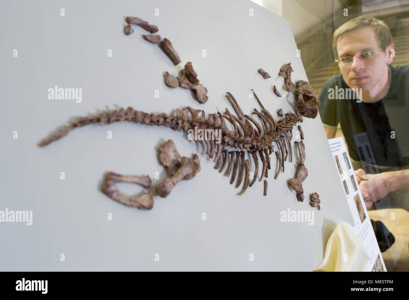 14 März 2018, Deutschland, Magdeburg: Michael Buchwitz, Archäologen und Paläontologen der geologischen Sammlung der Magdeburger Natural History Museum, beobachtet ein Skelett eines 'Hundszahnsaurier' (lit. Hund Zahn Dinosaurier). Das Tier Spuren, die auf eine Platte an der Mammendorf Steinbruch gefunden wurden, werden zu einem solchen Saurier zugeordnet. Derzeit sind Sie auf der Magdeburg Natural History Museum. Die Tracks sind über 260 Jahre alt werden. Foto: Klaus-Dietmar Gabbert/dpa-Zentralbild/ZB Stockfoto