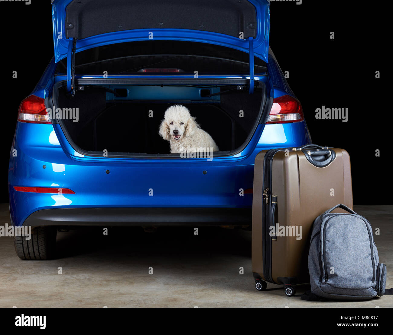 Weißer Pudel Hund im Kofferraum eines modernen blau Limousine Auto sitzen  Stockfotografie - Alamy