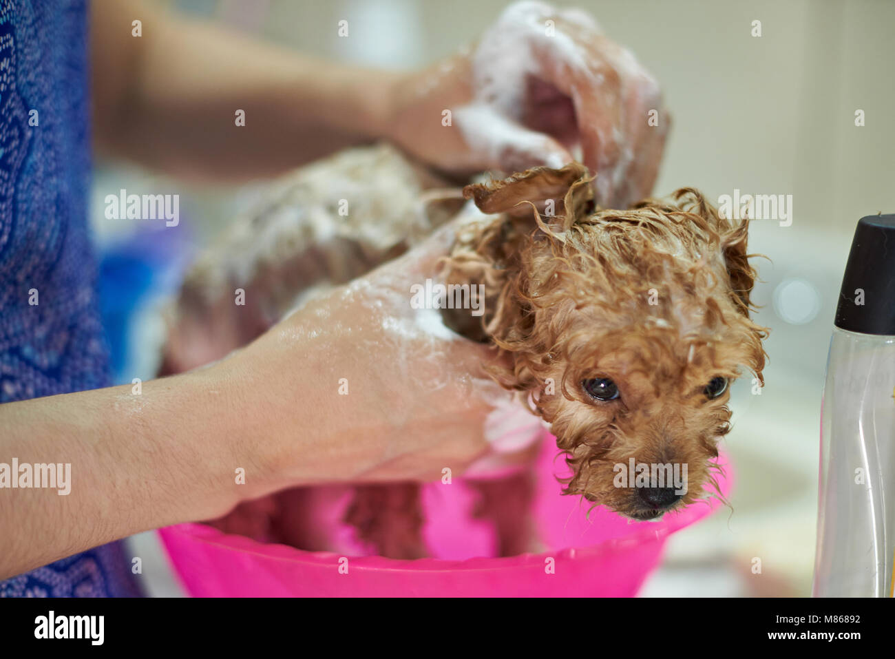 Reinigung Dog Service Thema. Frau Reinigung kleiner Welpe Hund Stockfoto