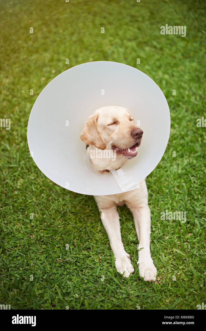 Hund mit Halsband Kegel auf grünem Gras Hintergrund entspannen Stockfoto