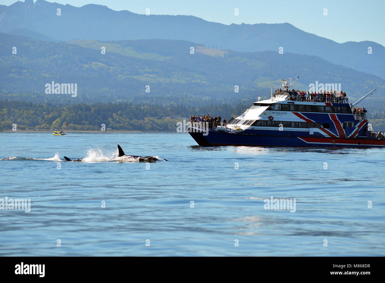 Whale Watching vor der Küste von Vancouver Island, British Columbia, Kanada. Ein gepacktes Boot nähert, Biggs Schwertwale Stockfoto