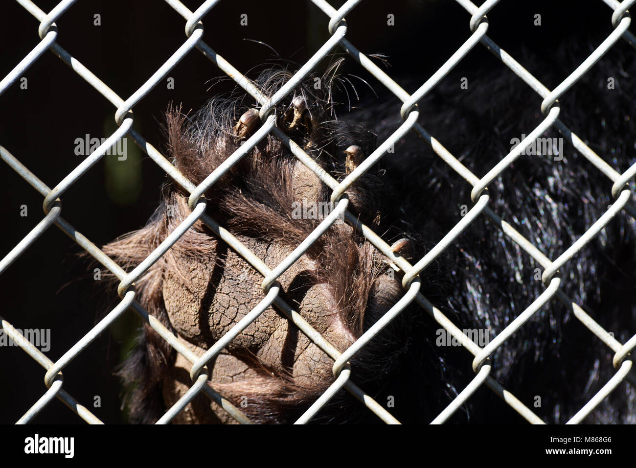 Black Bear in Gefangenschaft Vancouver Island, BC, Kanada. Der Bär ist häuslich und nicht in der Lage ist, in der Wildnis zu leben. Stockfoto