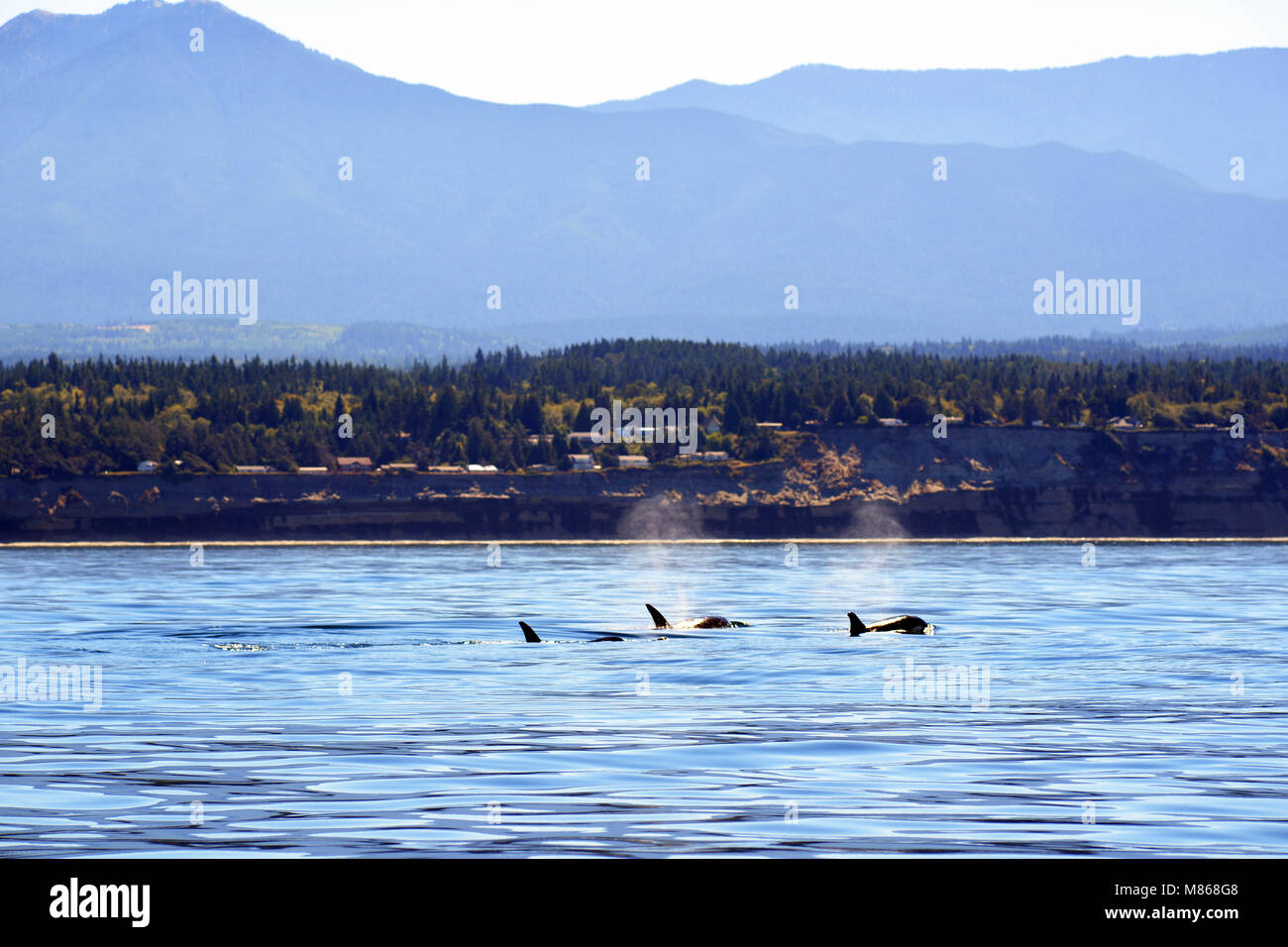 Whale Watching vor der Küste von Kanada Stockfoto