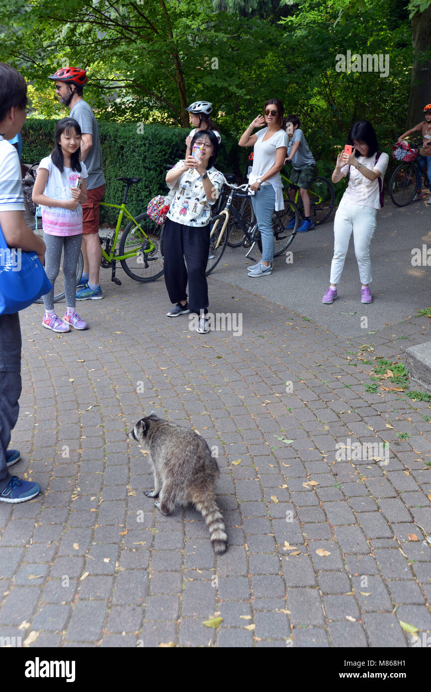 Racoon amüsiert Touristen, Stanley Park, Vancouver, Kanada. Stockfoto