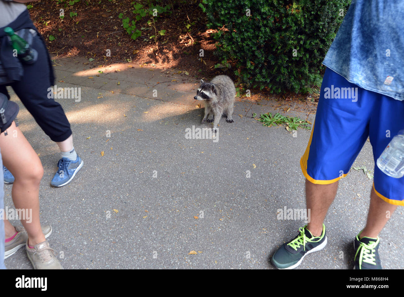 Racoon amüsiert Touristen, Stanley Park, Vancouver, Kanada. Stockfoto