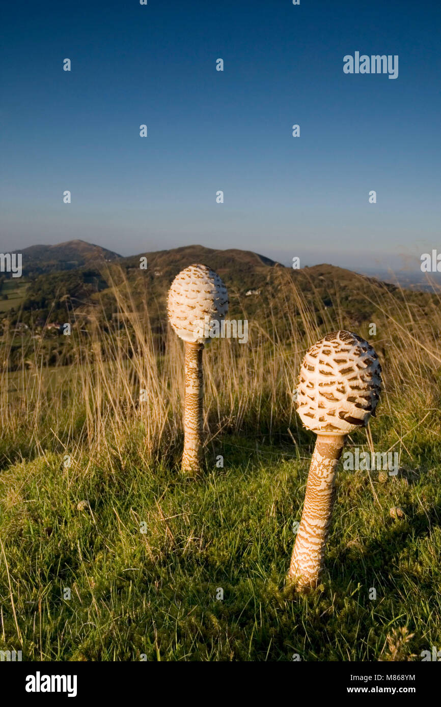Zwei Parasol Pilze (Macrolepiota procera), Malvern Hills, Worcestershire, Britische Inseln, September Stockfoto