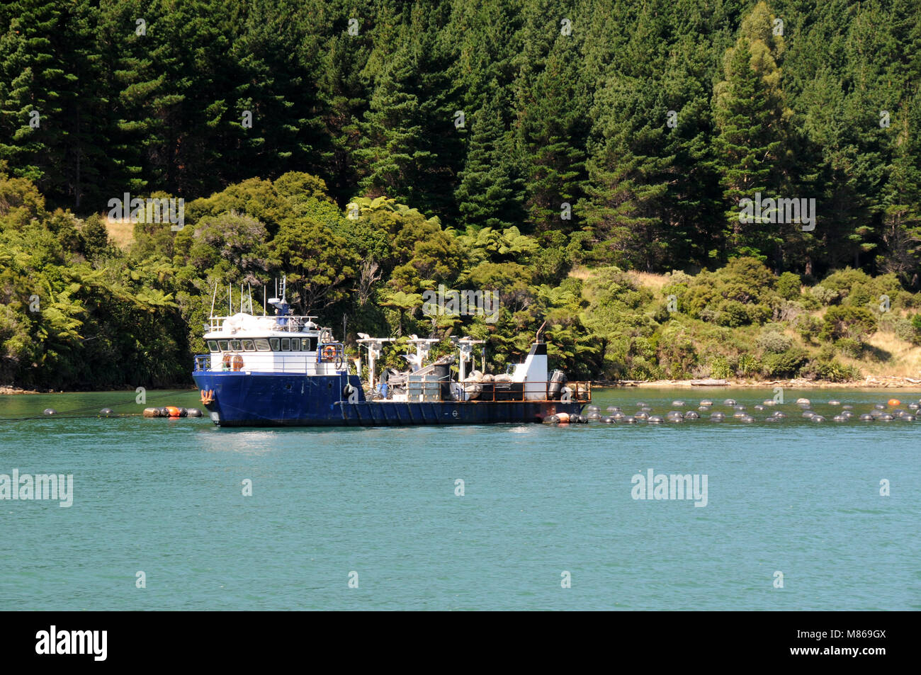 Grünlippmuschel boot Kontrolle der Linien von Muscheln in den Marlborough Sound in der Nähe von Havelock, Südinsel, Neuseeland. Stockfoto