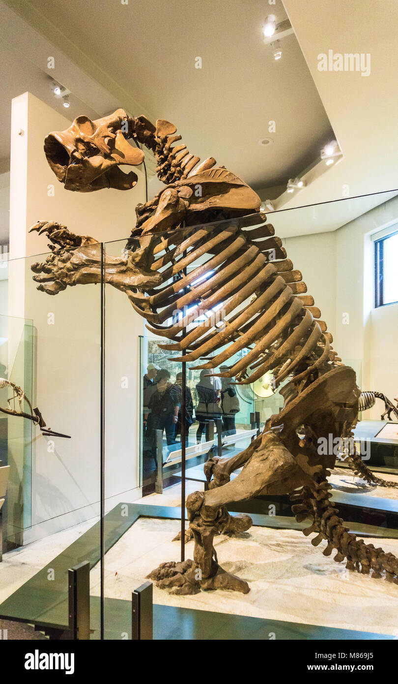 New York City, Vereinigte Staaten von Amerika - Mai 01, 2016: Dinossaur Fossile Modell im American Museum of Natural History Stockfoto