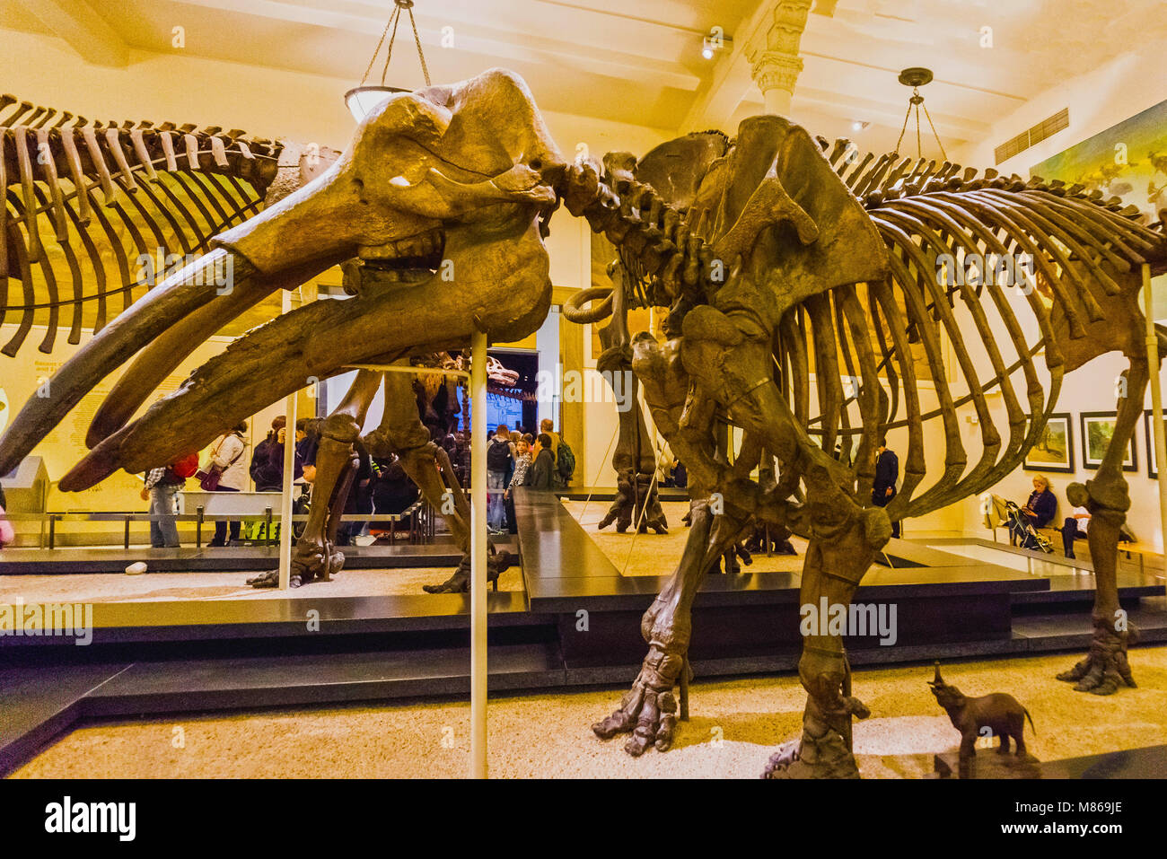 New York City, Vereinigte Staaten von Amerika - Mai 01, 2016: Dinossaur Fossile Modell im American Museum of Natural History Stockfoto