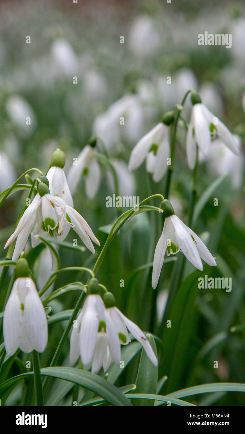 Schneeglöckchen (Galanthus Nivalis) Stockfoto