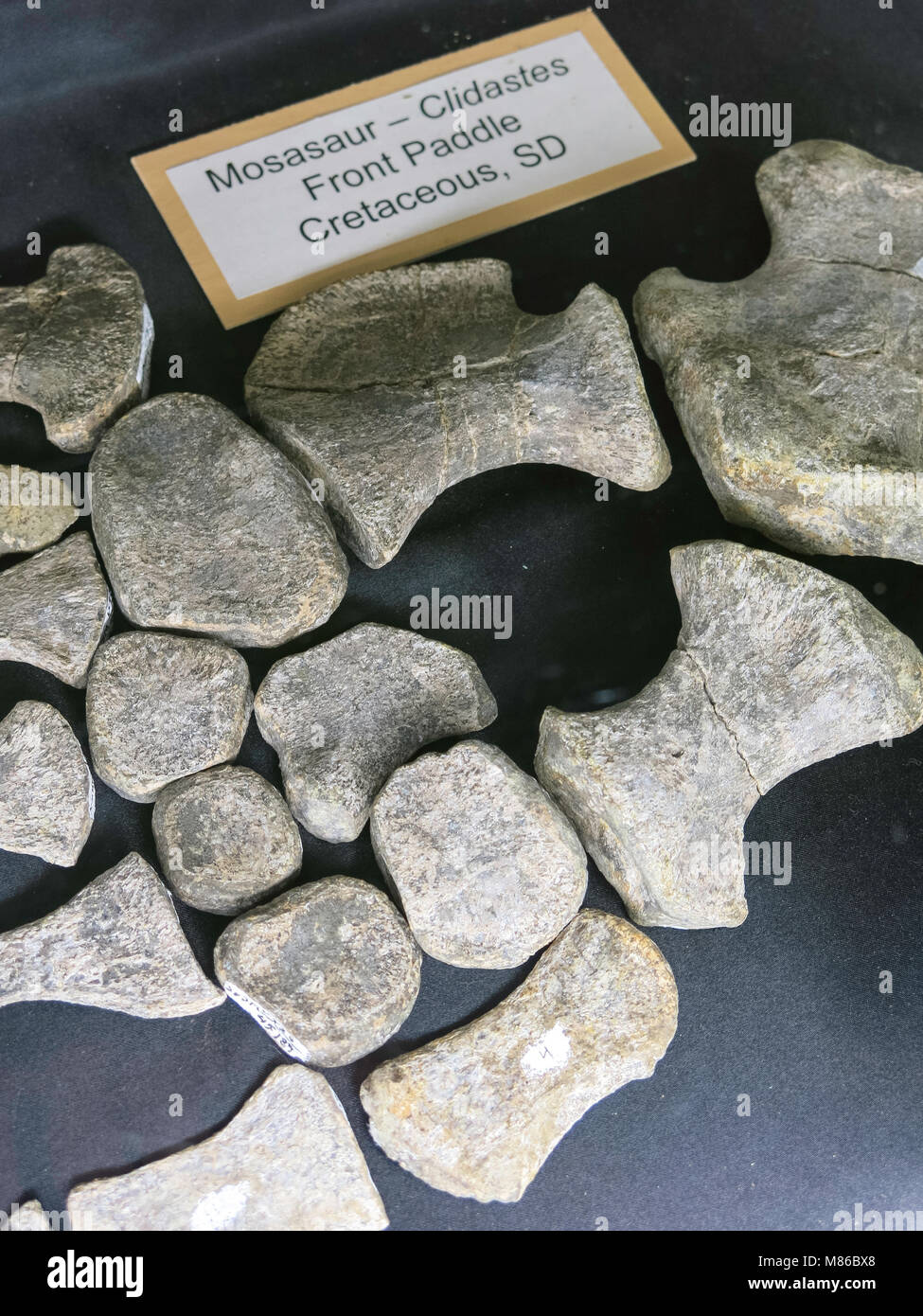 Museum für Geologie, South Dakota School of Mines & Technologie, Rapid City, SD, USA Stockfoto