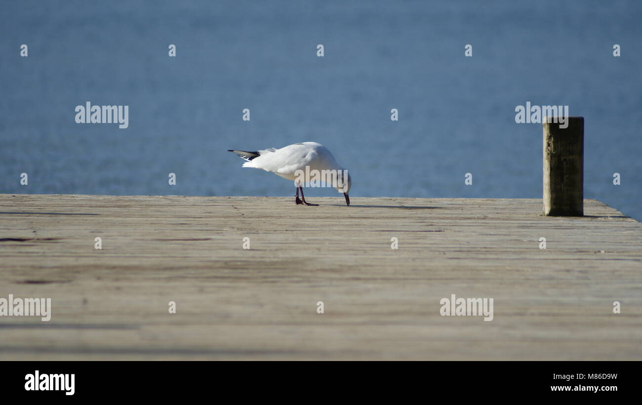 Winter Vogelbeobachtung am See: Eine Möwe sucht nach Essen auf den Holzsteg. Stockfoto