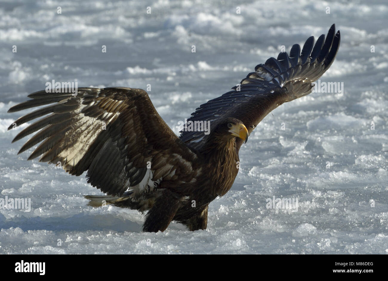 Sea Eagle der Kinder Steller auf dem Schnee breitete seine Flügel. Steller's Sea Eagle, Wissenschaftlicher Name: Haliaeetus pelagicus. Stockfoto