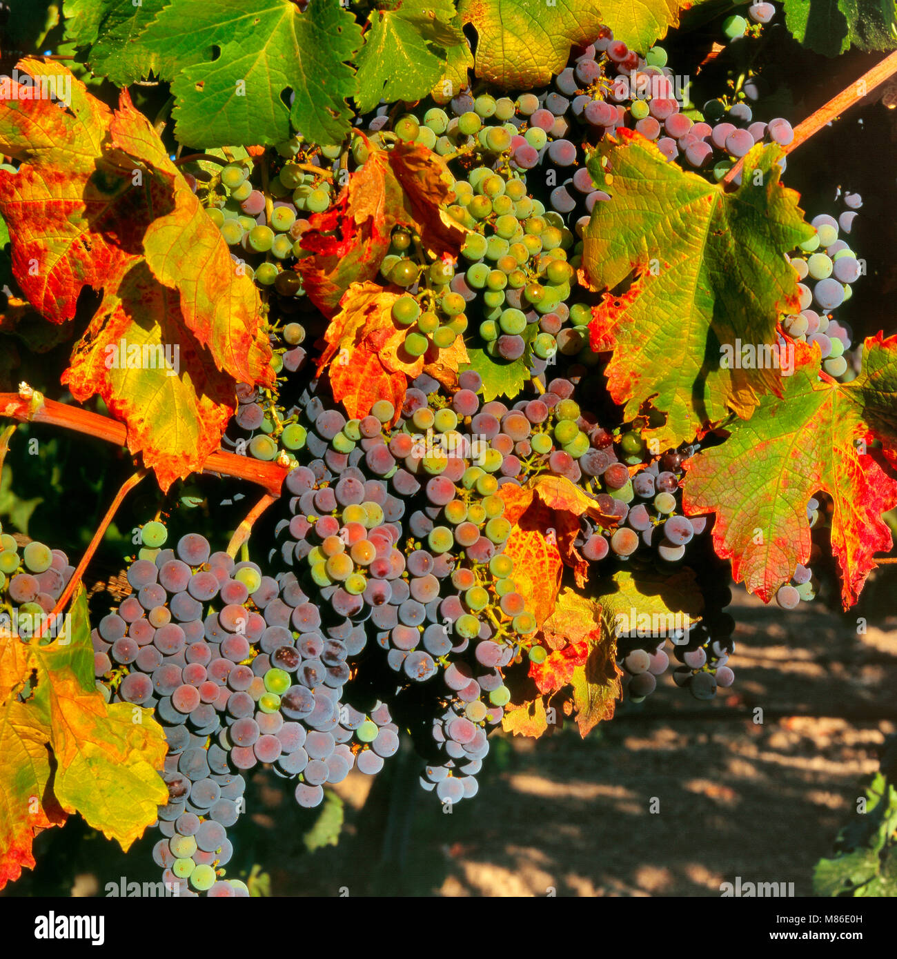 Reifende Merlot Trauben, Markham Weinberge, Napa Valley, Kalifornien Stockfoto