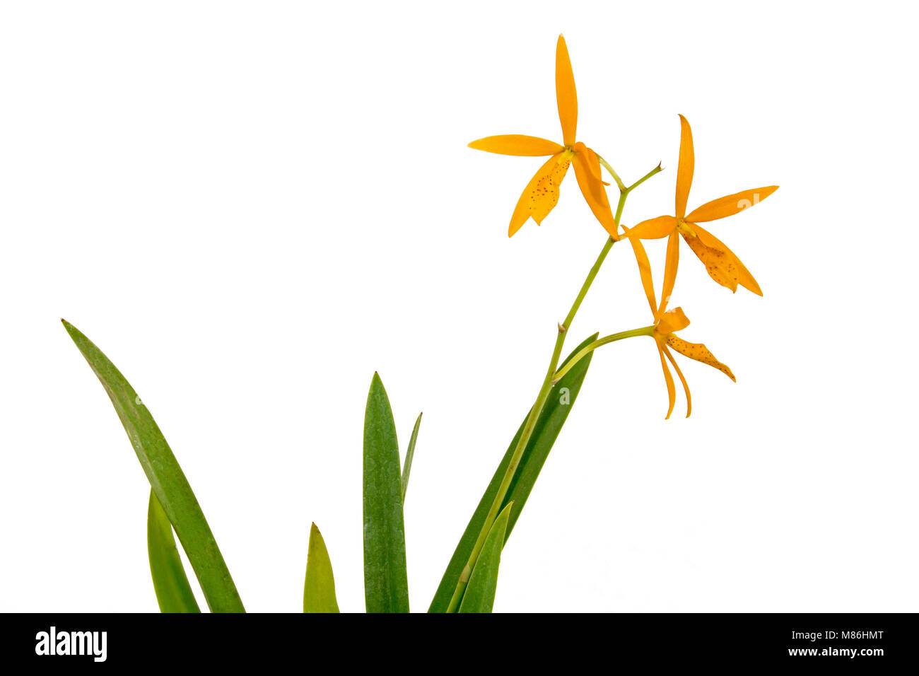 In der Nähe von Studio shot von isolierten orange spotted Peacock orchid beschmutzt Blumen Blätter und Stengel auf weißem Hintergrund Stockfoto