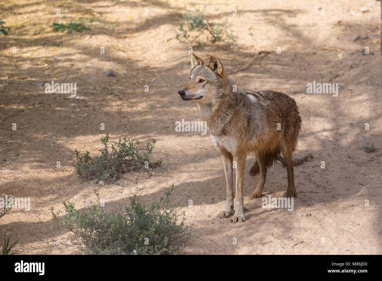 1001 Wolf in der Wüste von Oman Stockfoto