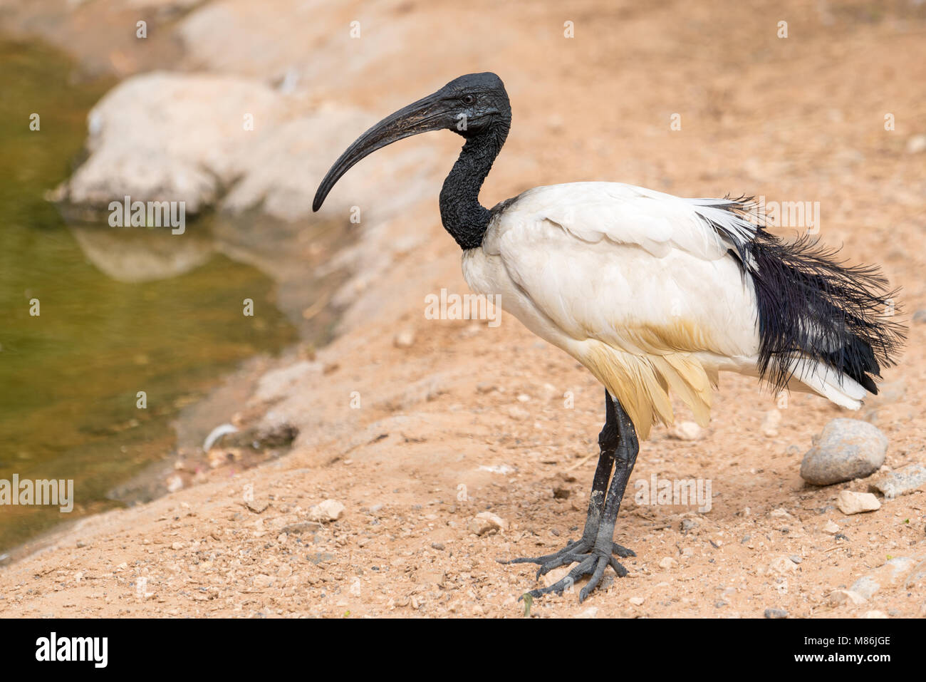 Australian white ibis-Threskiornis Molukken am Wasser Stockfoto